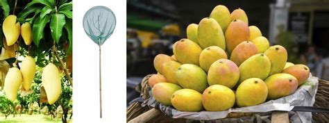 Mango Fishing .